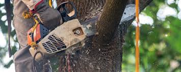 Best Hazardous Tree Removal  in Garden City, NY