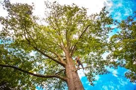 Best Tree Maintenance Programs  in Garden City, NY