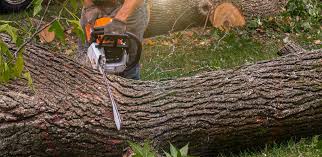 Garden City, NY Tree Services Company