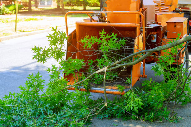 Best Commercial Tree Services  in Garden City, NY