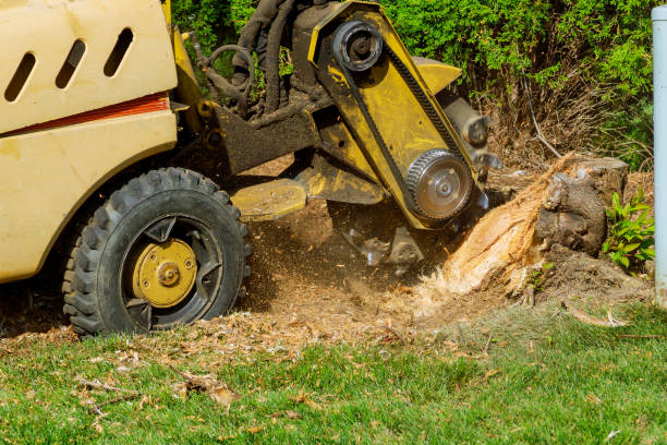 Best Tree and Shrub Care  in Garden City, NY