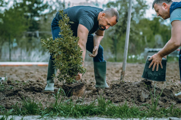 Best Tree Health Inspection  in Garden City, NY