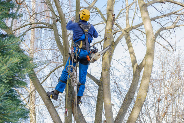 Best Tree Disease Treatment  in Garden City, NY