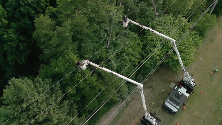 How Our Tree Care Process Works  in  Garden City, NY