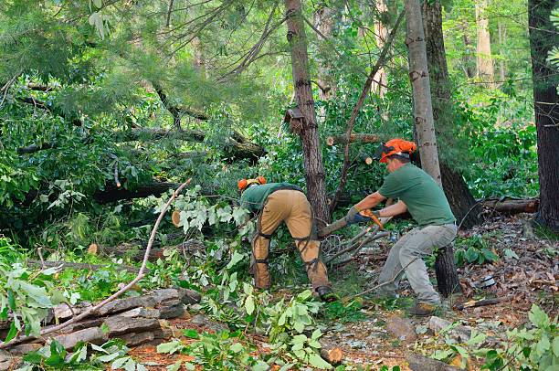 Best Lawn Renovation and Restoration  in Garden City, NY