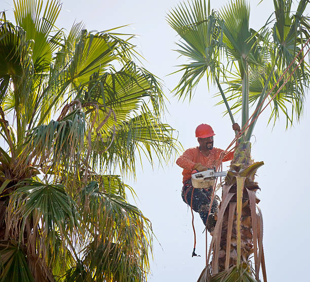 Best Fruit Tree Pruning  in Garden City, NY
