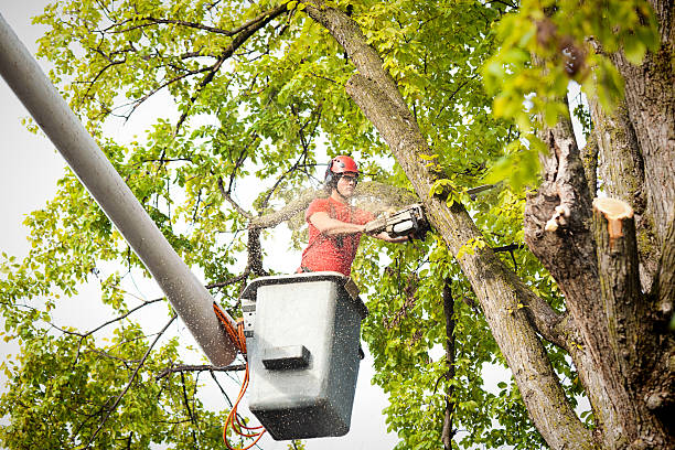 Best Stump Grinding and Removal  in Garden City, NY